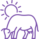 cattle